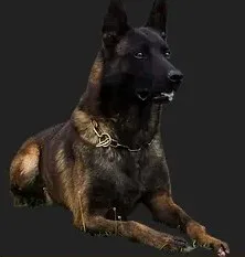 Belgian Malinois lying down