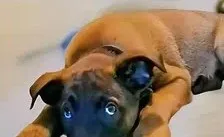 Malinois puppy